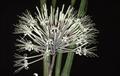 Sansevieria dooneri
